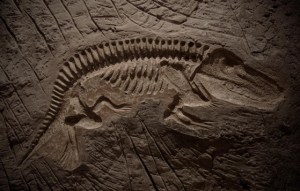 fossil-dino-fish-1