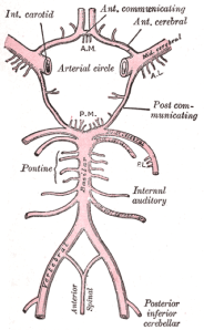 circle of willis