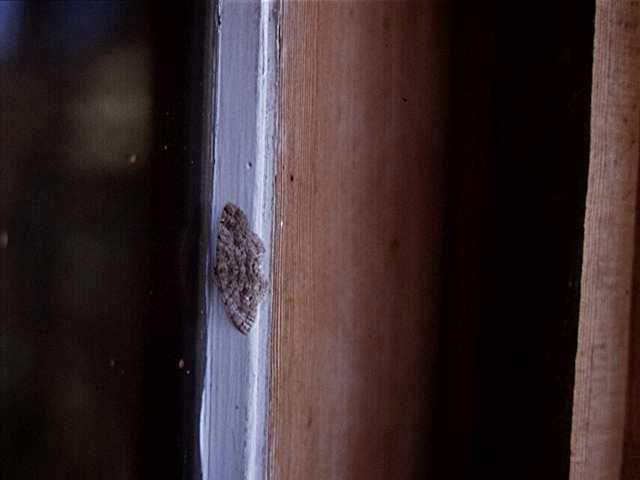 MOTH