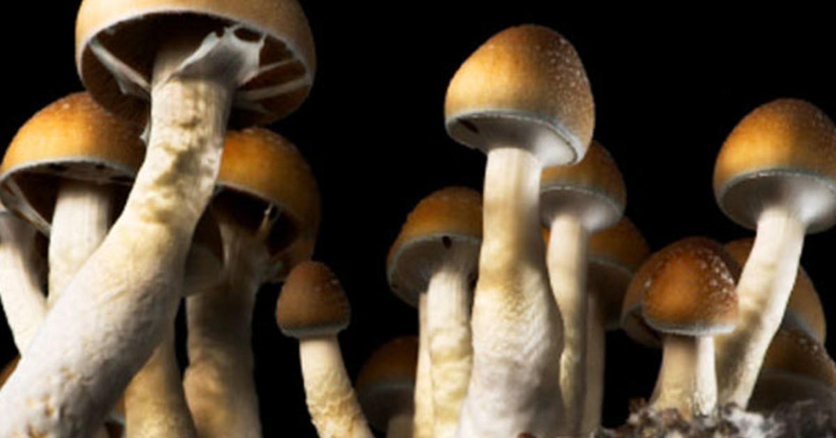 magic-mushroom-stock